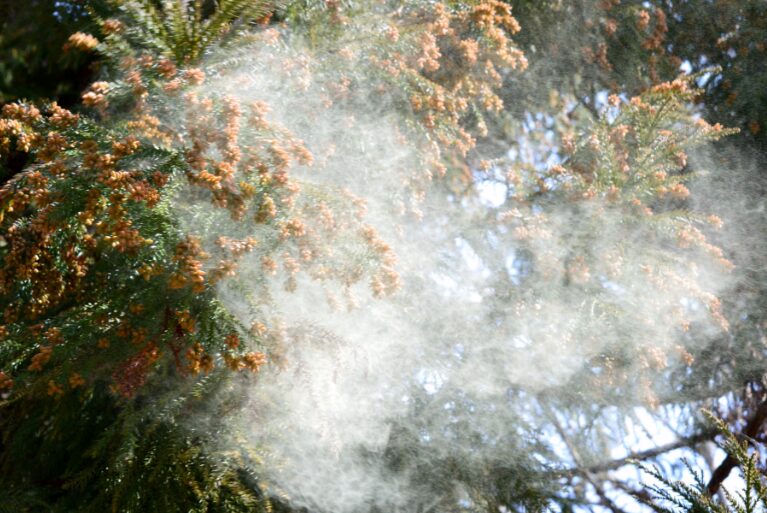 舌下免疫療法とは